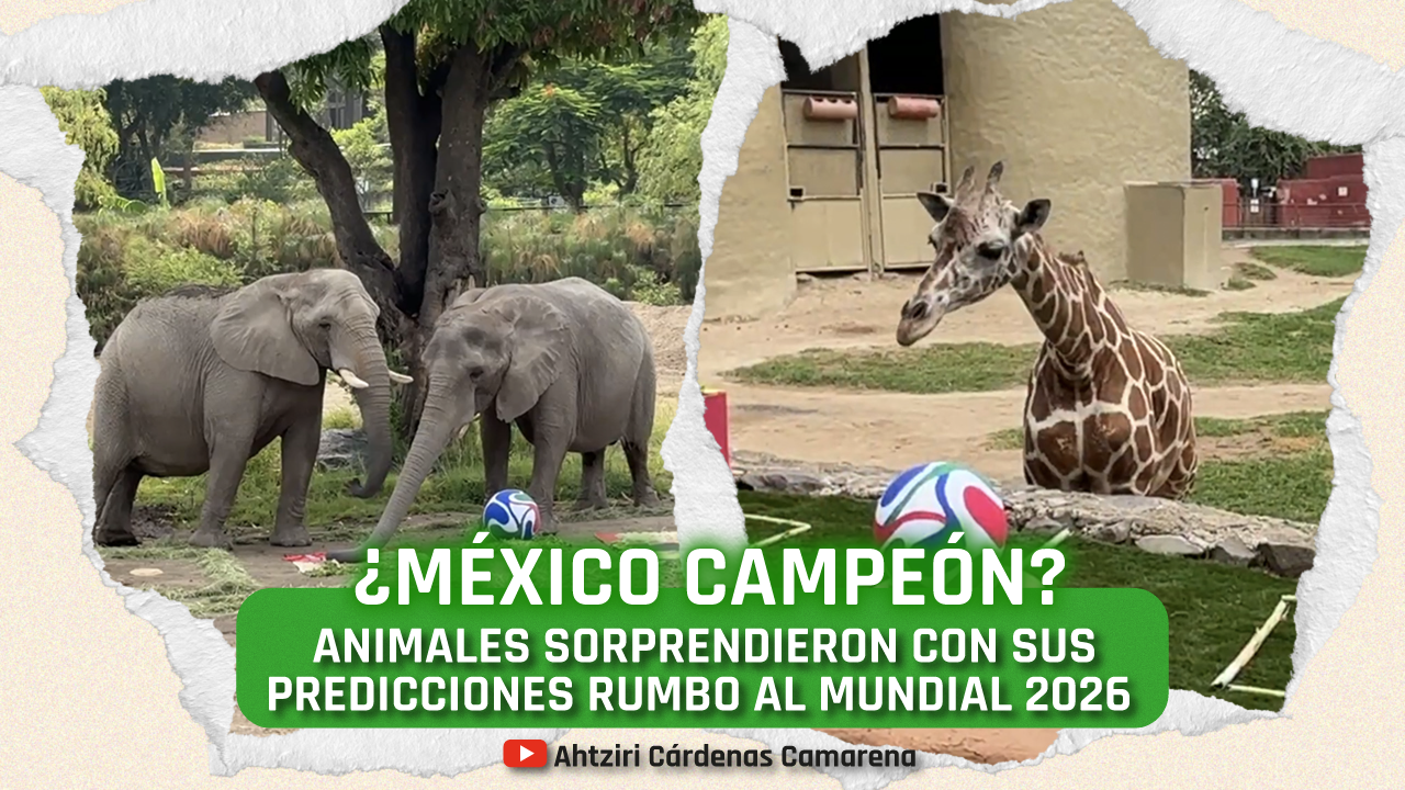 Elefantes, gorilas y capibaras, entre otros animales, predicen resultados del Mundial 2026.